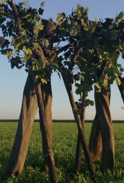 Living Trees