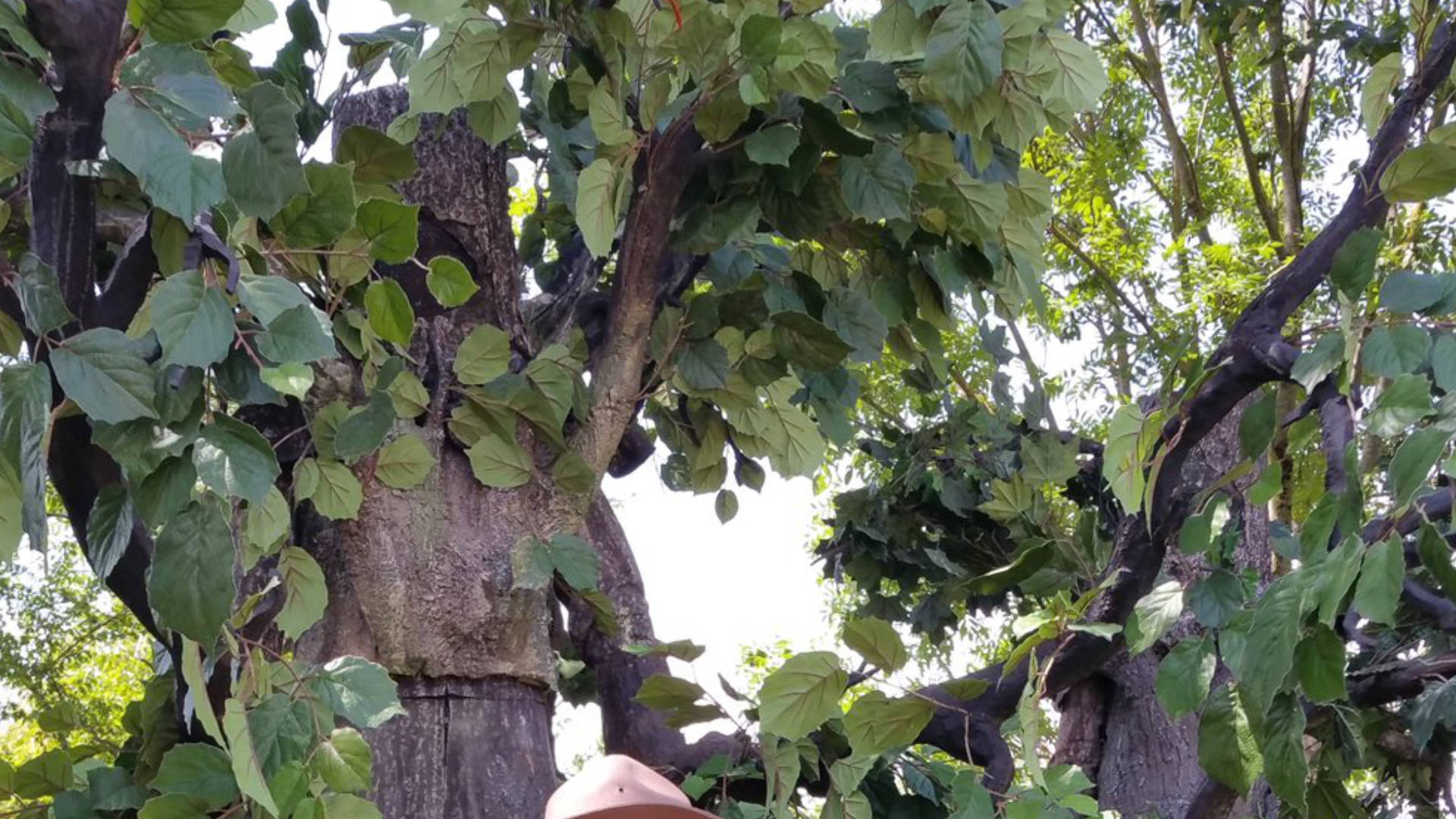 Living Trees