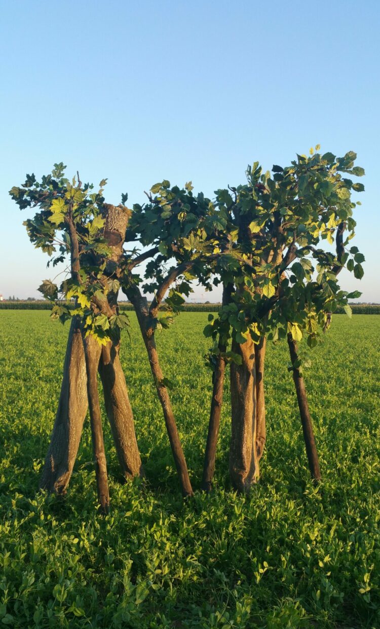 Living Trees- schön und gewaltig