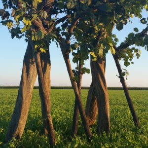 Stelzenäufer „Living Trees“