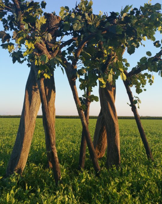 Stelzenäufer „Living Trees“