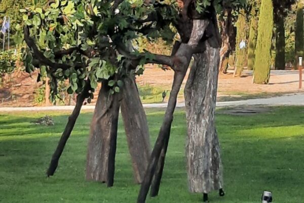 Stelzenbäume auf einem Weingut