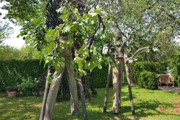Stelzen Living Trees